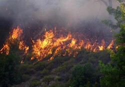 Wildfire haunting Arasbaran forest extinguished