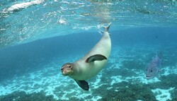 Caspian seals population shrinking alarmingly