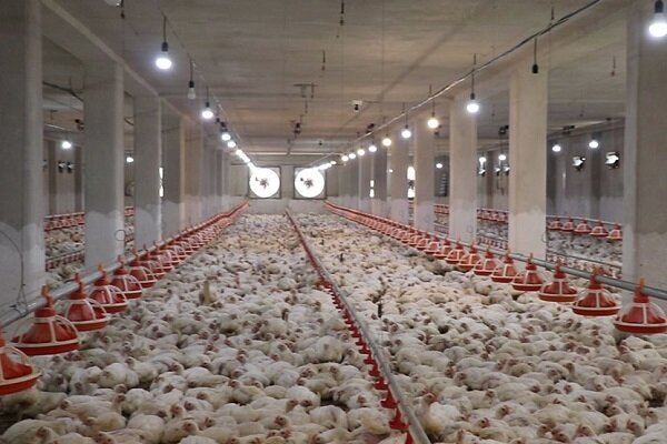 پیش بینی تولید بیش از ۱۱ هزار تن گوشت مرغ در سیستان وبلوچستان 