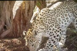 VIDEO: Persian leopard spotted in Bamou National Park