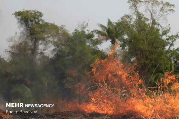 Amazon ormanlarındaki yangın devam ediyor