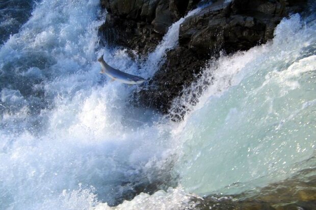 $580mn trade value of salmon breeding: official