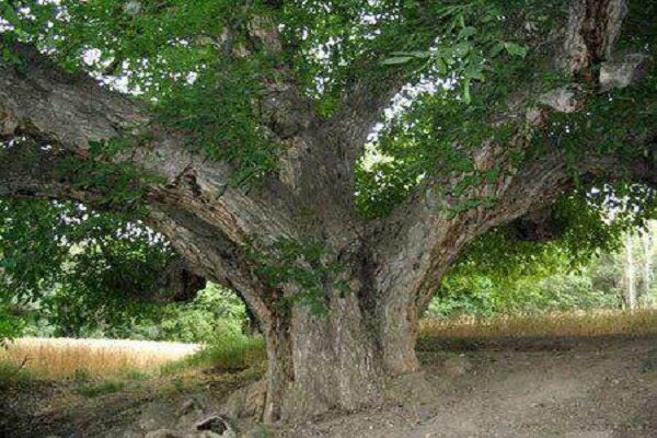 ۲۱ درخت کهنسال استان مرکزی در فهرست آثار ملی به ثبت رسید