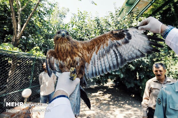 Hospice for injured birds of prey 