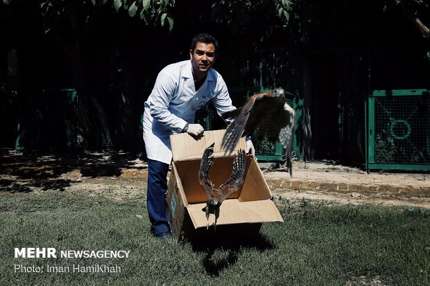 Hospice for injured birds of prey 