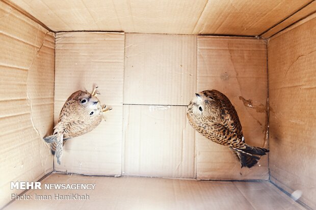 Hospice for injured birds of prey 