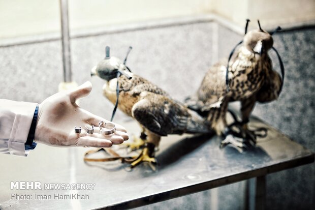 Hospice for injured birds of prey 