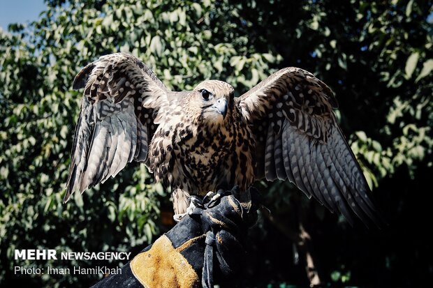 Hospice for injured birds of prey 