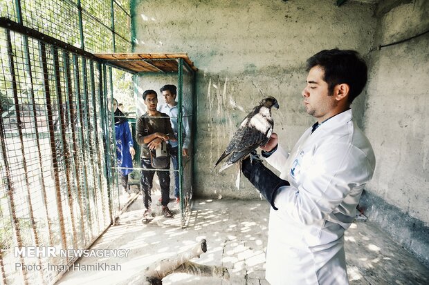 Hospice for injured birds of prey 