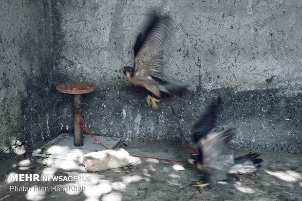 Hospice for injured birds of prey 