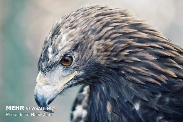 Hospice for injured birds of prey 