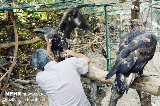 Hospice for injured birds of prey 