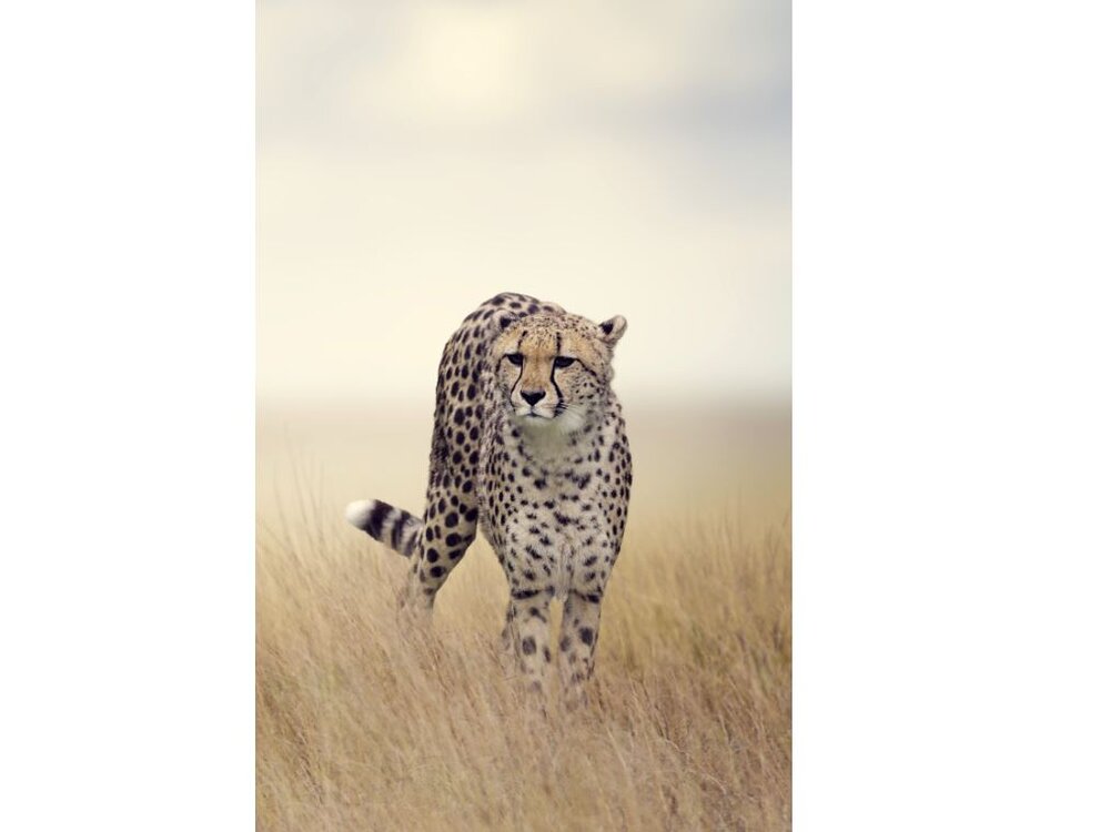 Will the world’s fastest Asiatic cheetah outrun extinction? Tehran Times