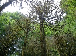 Efforts being made to preserve endangered Buxus hyrcana
