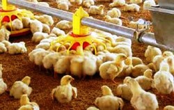 تولید مازاد مرغ در استان همدان