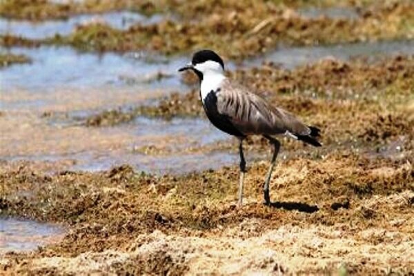 Spur winged plover spotted in Lorestan Prov.