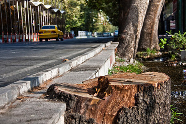 خشک شدن ۵۰۰ اصله درخت در قزوین نگران کننده است