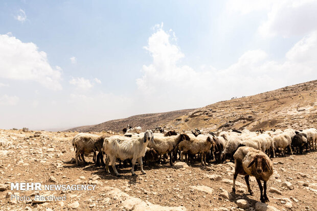 غصب زمین های فلسطینیان‎