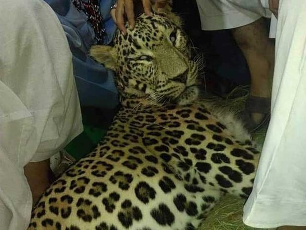 درہ آدم خیل میں مقامی افراد نے چیتے کو مارڈالا