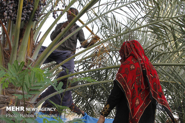 Date harvest in Bandar Abbas