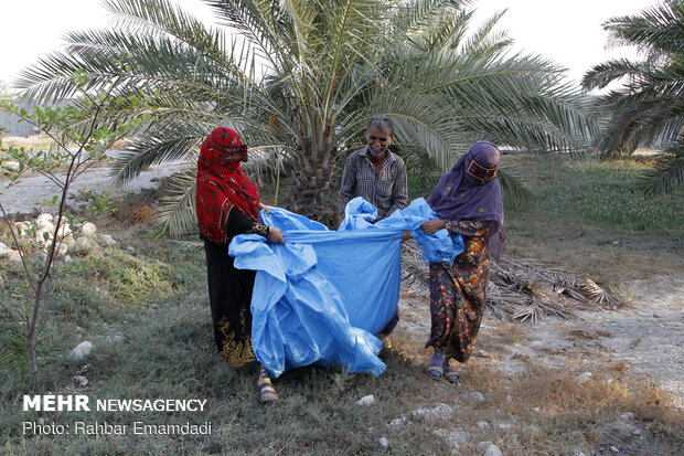 Date harvest in Bandar Abbas