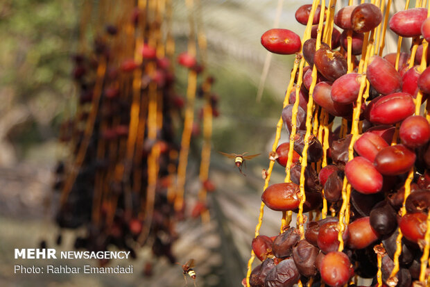 Date harvest in Bandar Abbas