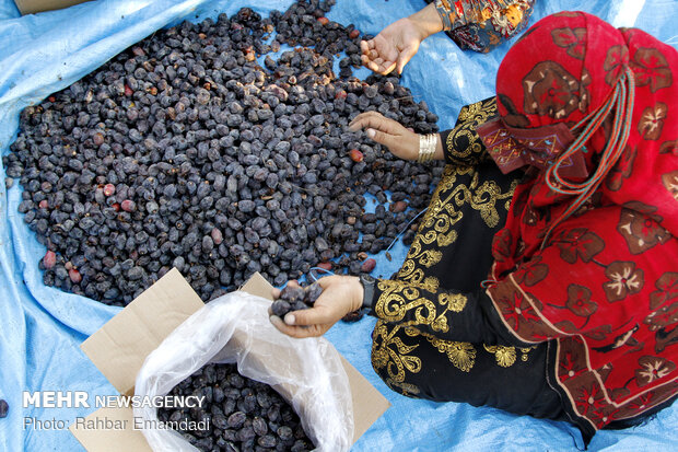 Date harvest in Bandar Abbas