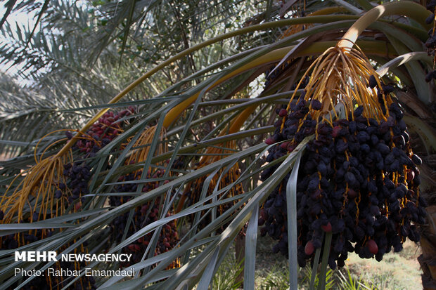 Date harvest in Bandar Abbas