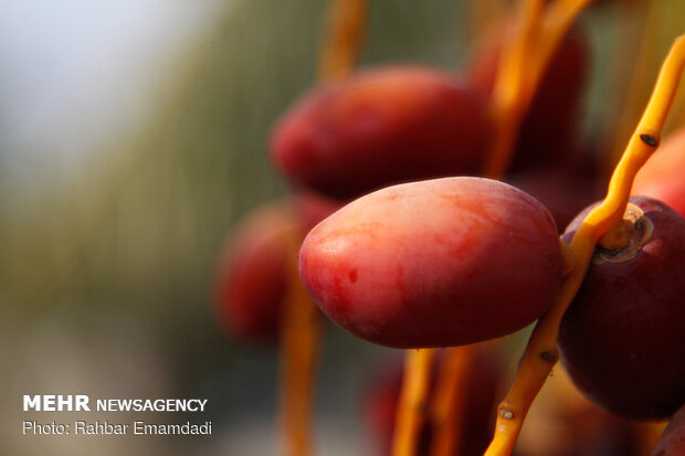 Date harvest in Bandar Abbas