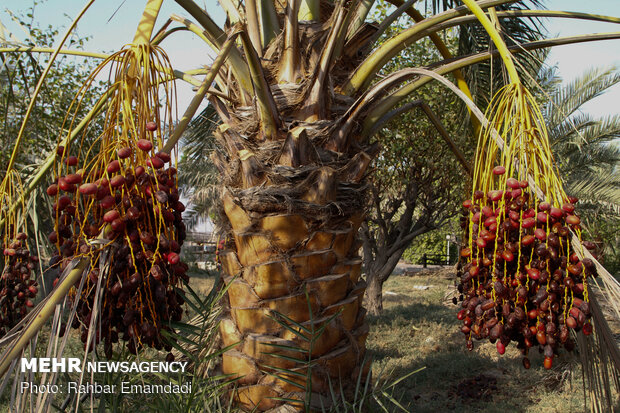 Date harvest in Bandar Abbas