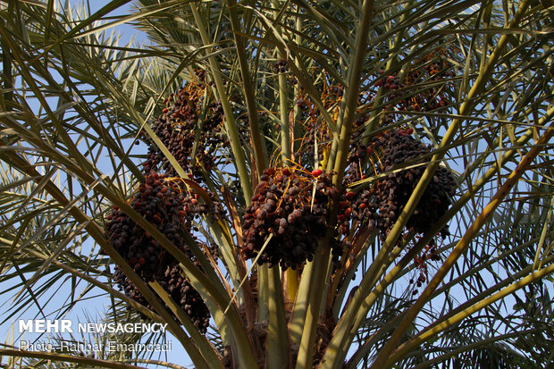 Date harvest in Bandar Abbas