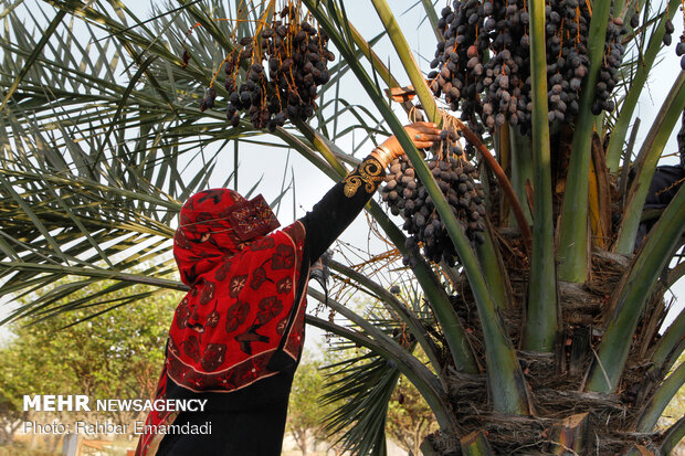 Date harvest in Bandar Abbas