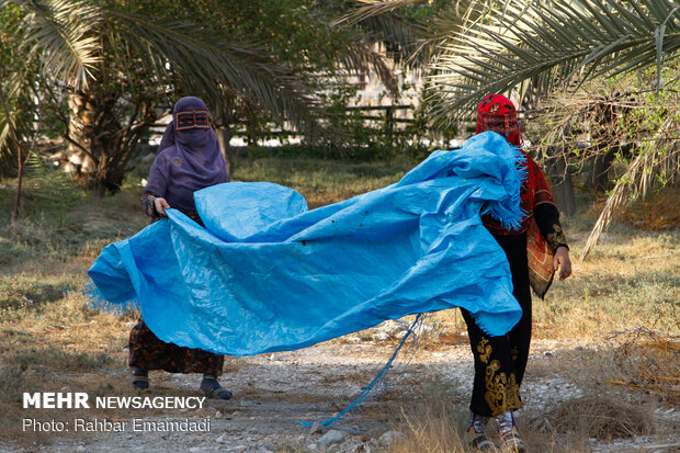 Date harvest in Bandar Abbas