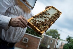 نیش مشکلات به صنعت زنبورداری/ بازار در اشغال عسل‌های تقلبی است