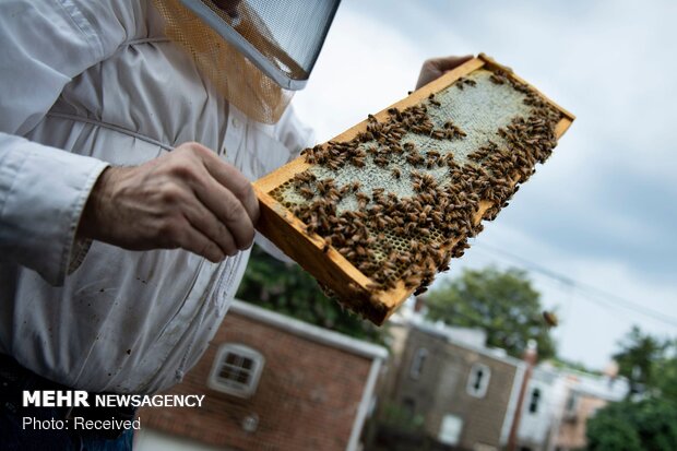 نیش مشکلات به صنعت زنبورداری/ بازار در اشغال عسل‌های تقلبی است