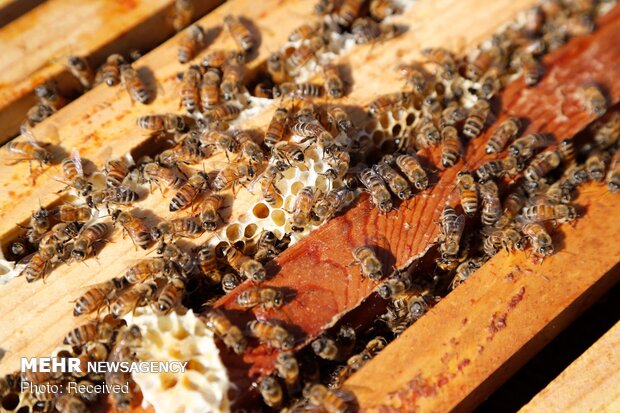 تولید عسل در چهارمحال و بختیاری دو برابر افزایش یافت