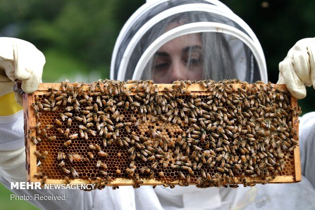 افزایش نظارت بر تولید عسل سبلان/ لزوم ارتقای صنایع تبدیلی