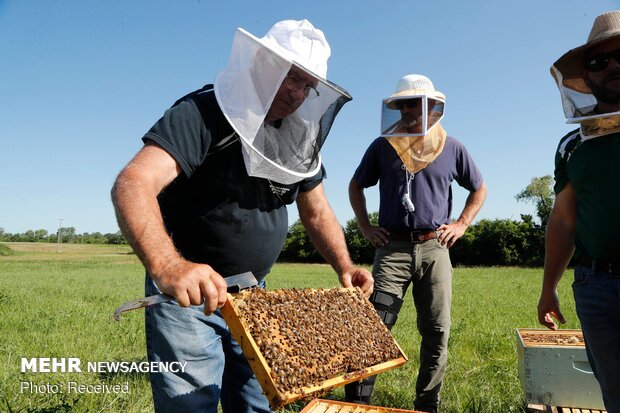 ۲۳۰۰ بهره بردار در صنعت زنبورداری استان همدان فعال هستند
