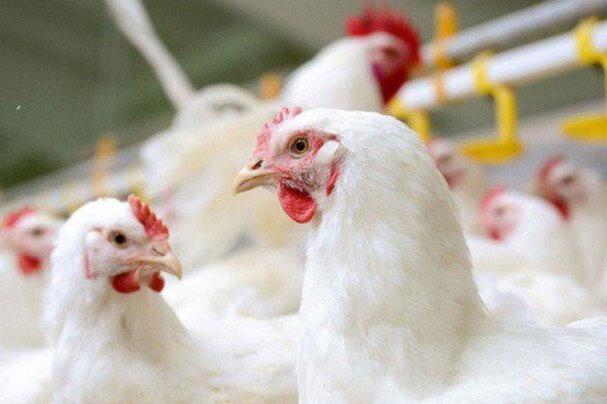 کشف ۱۵۰۰ قطعه مرغ قاچاق در شهرستان بهار