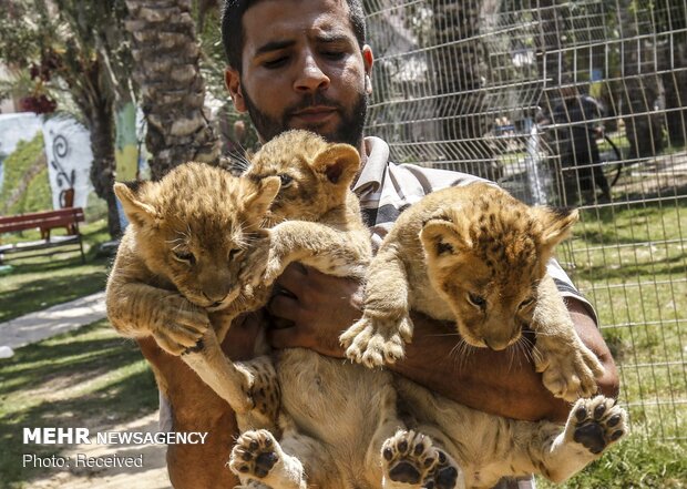 أطفال الأسود في حديقة الحيوان في غزة