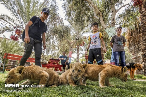 أطفال الأسود في حديقة الحيوان في غزة