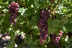 برداشت ۲۶۵هزارتن انگور از باغات آذربایجان غربی/ ارومیه رتبه اول