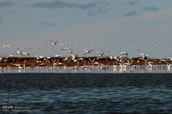 Flocks of migratory birds came to winter in northern Iran