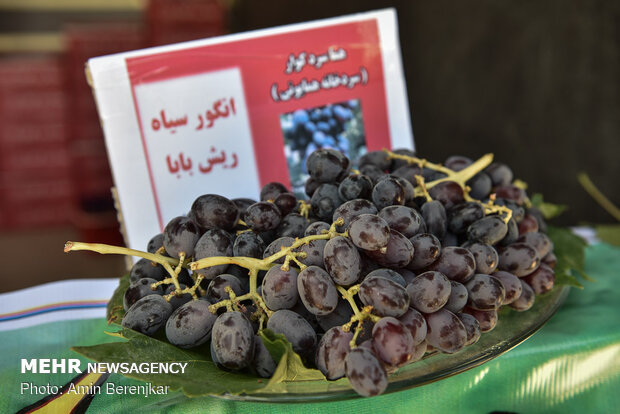 برداشت انگور از تاکستان های استان فارس