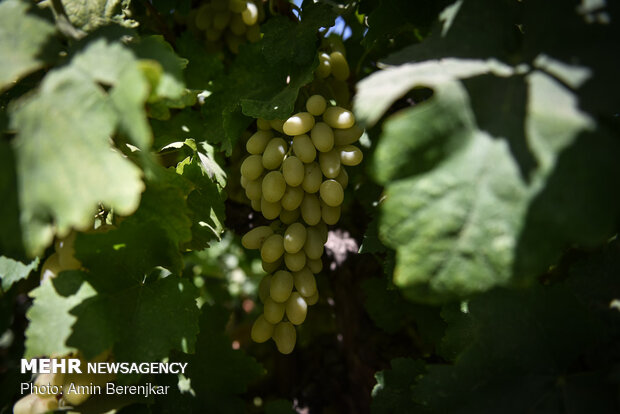برداشت ۲۷۰ هزارتنی انگور از باغات آذربایجان غربی/افزایش ۱۳ درصدی