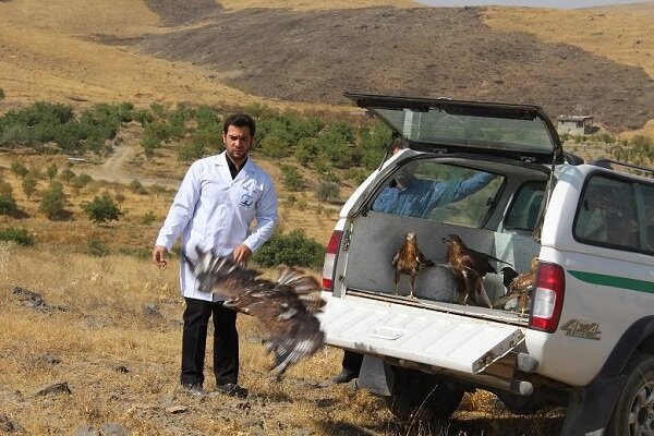 ۶۰ بهله پرنده شکاری در طبیعت همدان رها شد