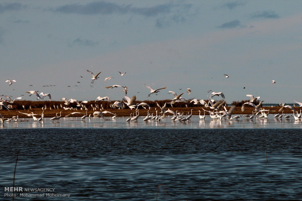 late bird migration and late winter