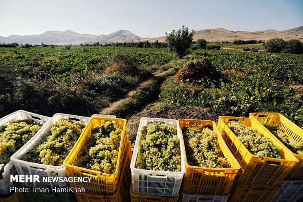 Harvesting grapes in Malayer