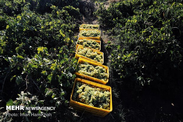 Harvesting grapes in Malayer