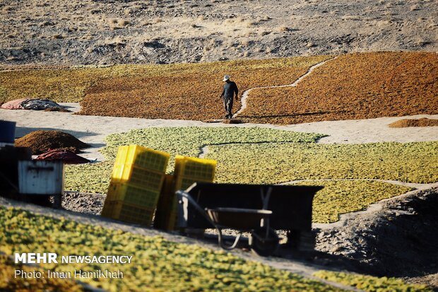 Harvesting grapes in Malayer